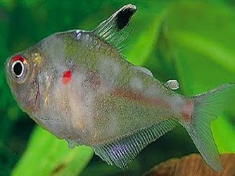 5 Common Aquarium Fish Diseases - ChiloDonella