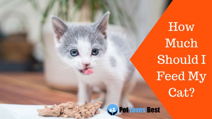 How Much Should I Feed My Cat? | Tips and Advices - Pet Loves Best