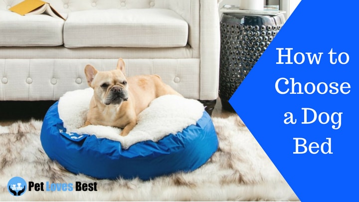 Featured Image How to Choose a Dog Bed