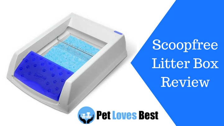 Featured Image Scoopfree Litter Box Review