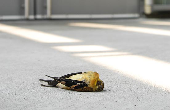 Injured Bird