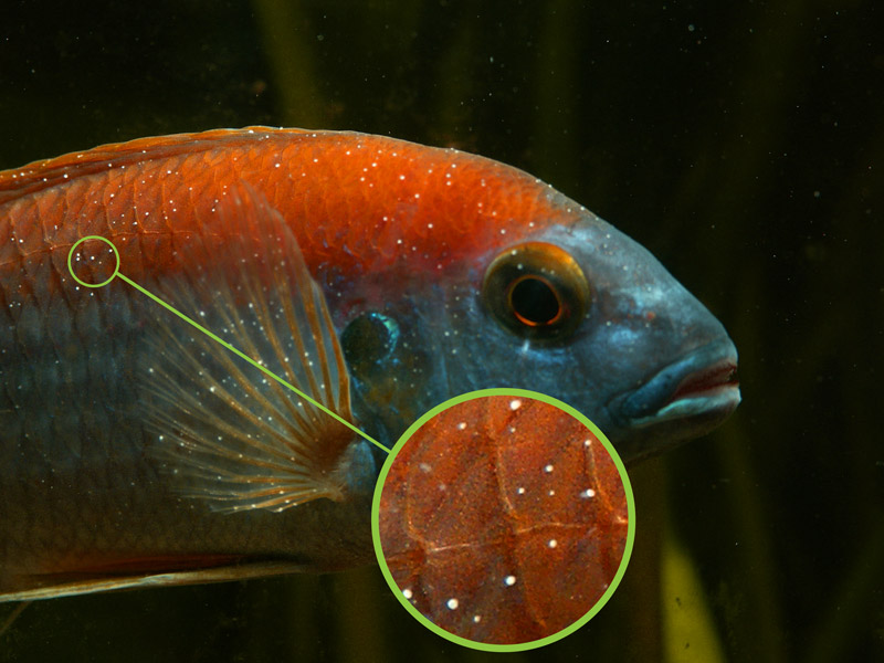 colorguide of tropical fish diseases