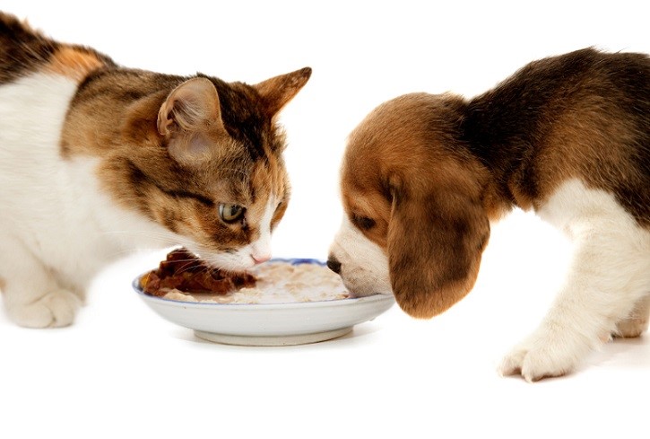 Is Cat Food Bad for Dogs? Complications, Risks and Side Effects Pet