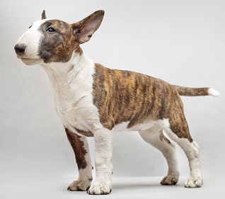 world's ugliest dog breed