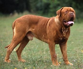 biggest dog breed in the world