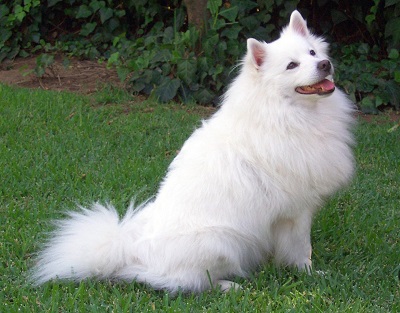 pomsky dog breed