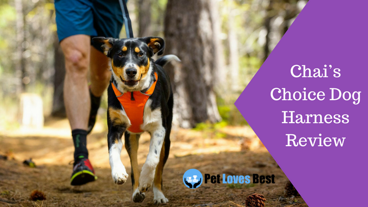 Featured Image Chai’s Choice Dog Harness Review