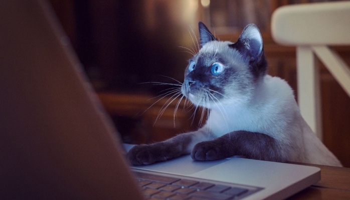 Top 51 Cat Blogs