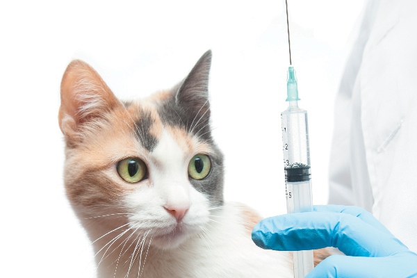 Saving the Kitty from Common Diseases