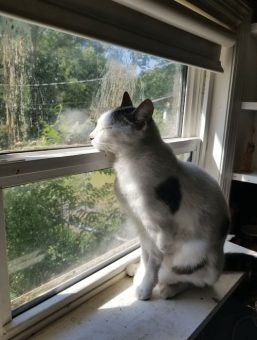  dose of fresh air with cat window bed