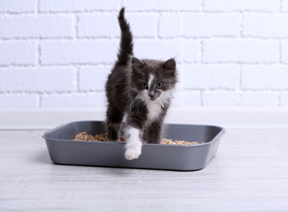 How to Litter Box Train a Kitten