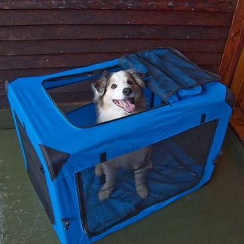 how to crate train a dog