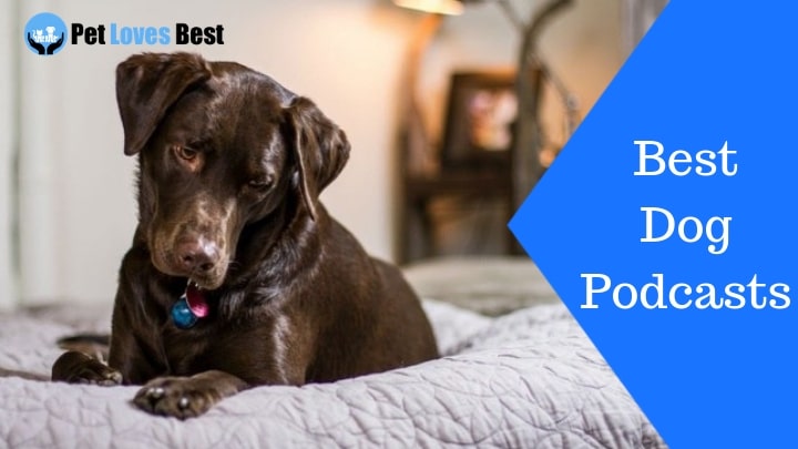 Featured Image Best Dog Podcasts