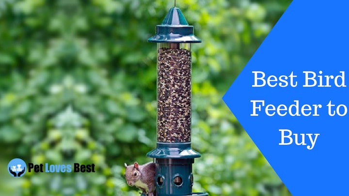 Featured Image Best Bird Feeder to Buy