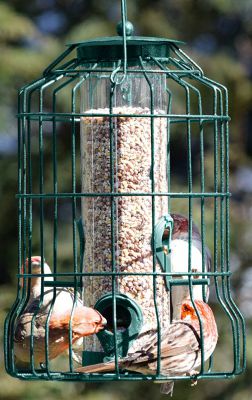 cardinal bird feeder