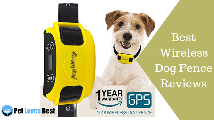 The Best Wireless Dog Fences of 2023 (58+ Tested)