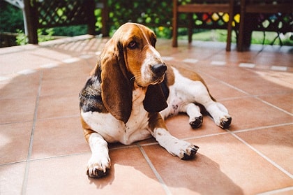 Basset Hound Dog Breed