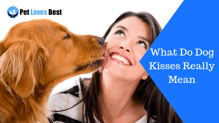 Featured Image What Do Dog Kisses Really Mean