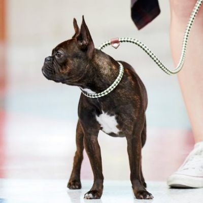 best dog walking training collar