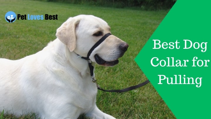 best dog walking training collar