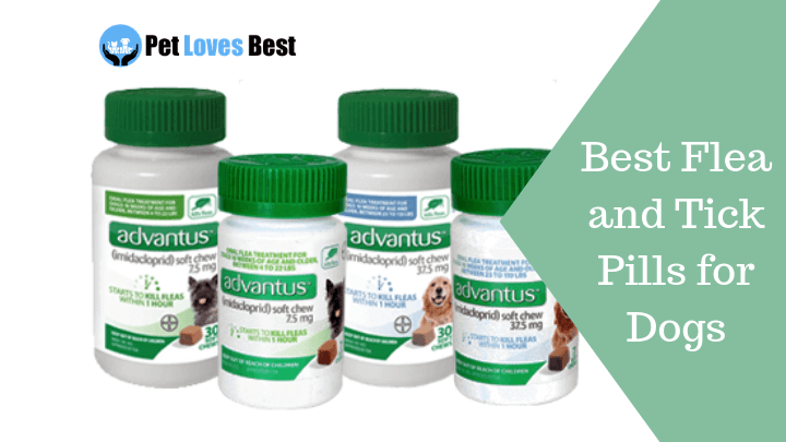 best flea and tick pills for dogs