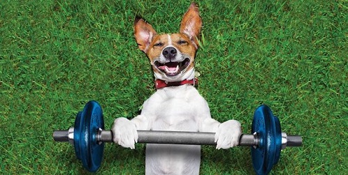 Workout with your dog