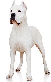 dogo argentino dog breed overview