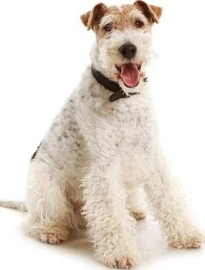 fox terrier dog breed overview
