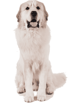 Great Pyrenees Dog Breed Name: Characteristics, Facts, and ...