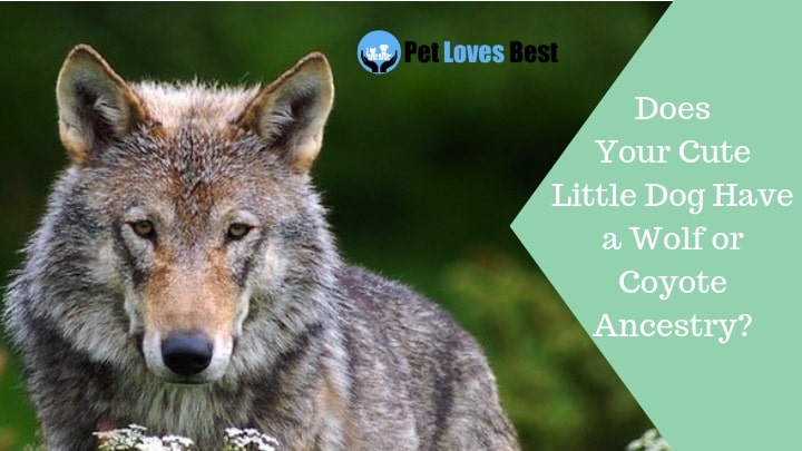 Featured Image Does Your Cute Little Dog Have a Wolf or Coyote Ancestry