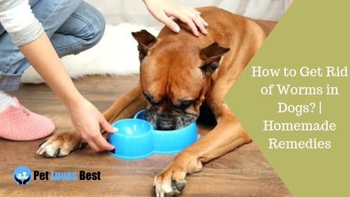 Featured Image How to Get Rid of Worms in Dogs? | Homemade Remedies