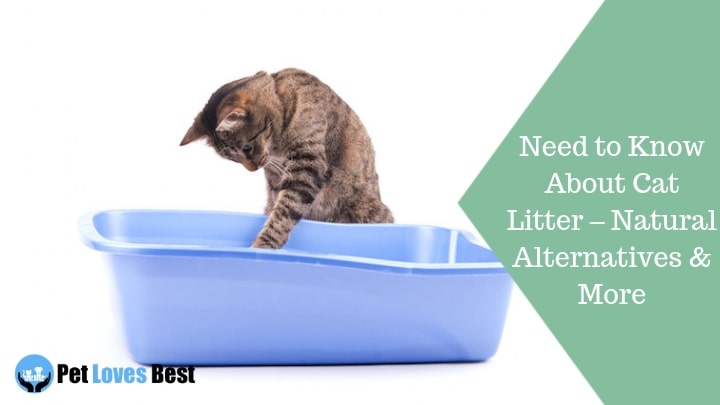 Featured Image Need to Know About Cat Litter – Natural Alternatives & More