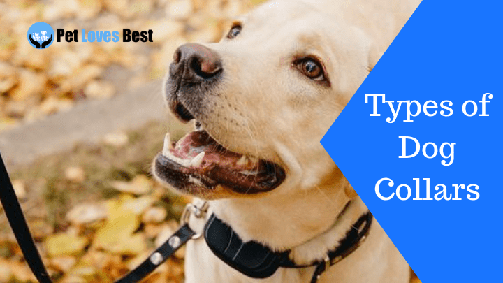 Featured Image Types of Dog Collars