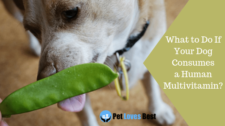 Your Dog Consumes a Human Multivitamin 