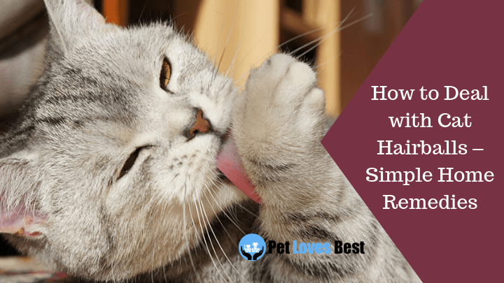 How to Deal with Cat Hairballs Simple Home Remedies Pet Loves Best