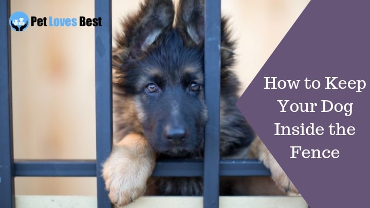 Featured Image How to Keep Your Dog Inside the Fence