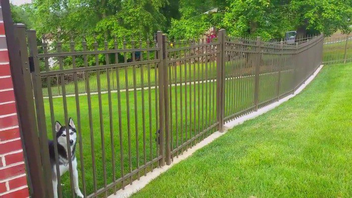 Ways to Stop Dogs from Escaping the Fence