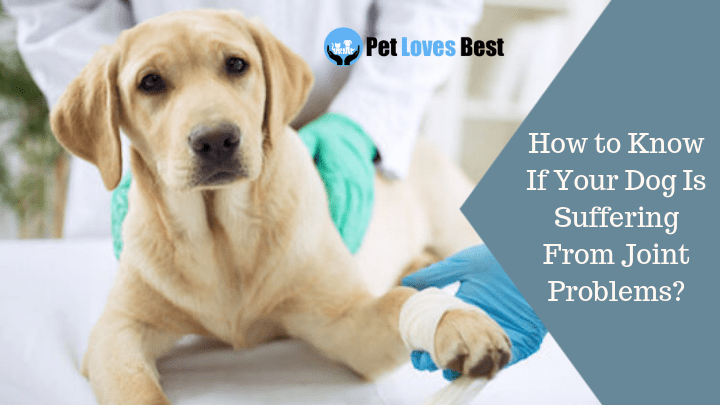 How to Know If Your Dog Is Suffering From Joint Problems