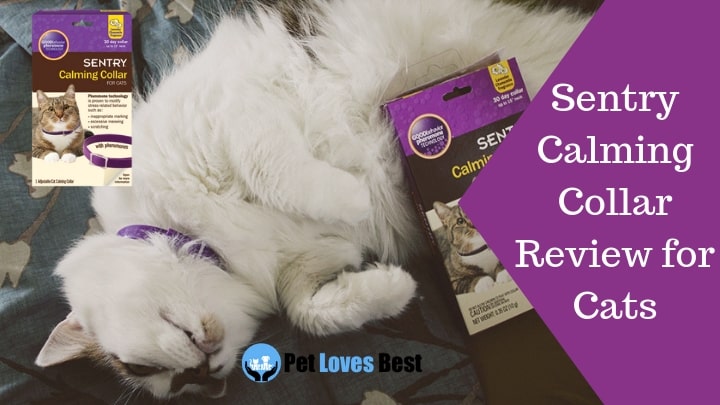 Sentry Calming Collar Review for Cats | Do They Work?