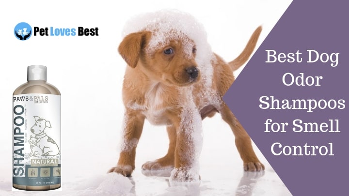 best smelling dog shampoo for odor
