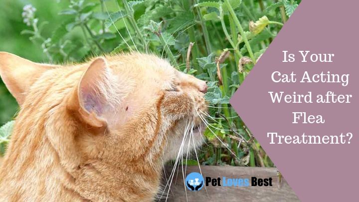 Is Your Cat Acting Weird after Flea Treatment? - Pet Loves Best