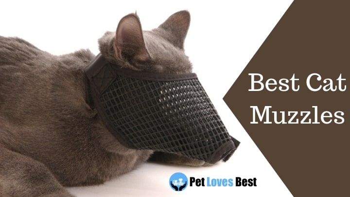 Best Cat Muzzles Featured Image