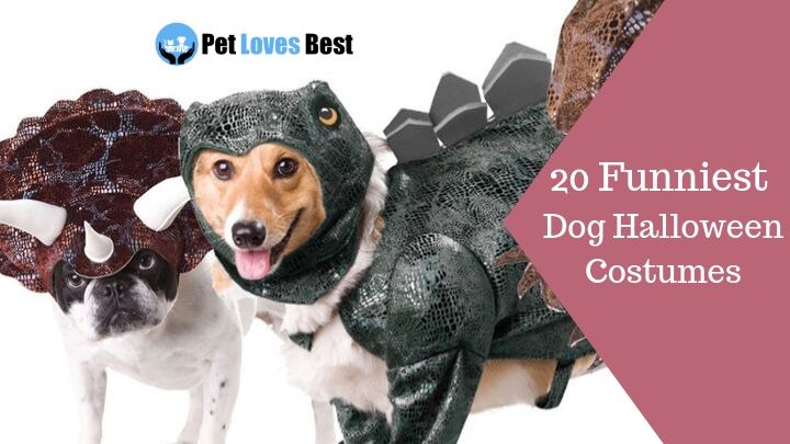 The 20 Funny Dog Halloween Costumes of 2023 - Pet Loves Best