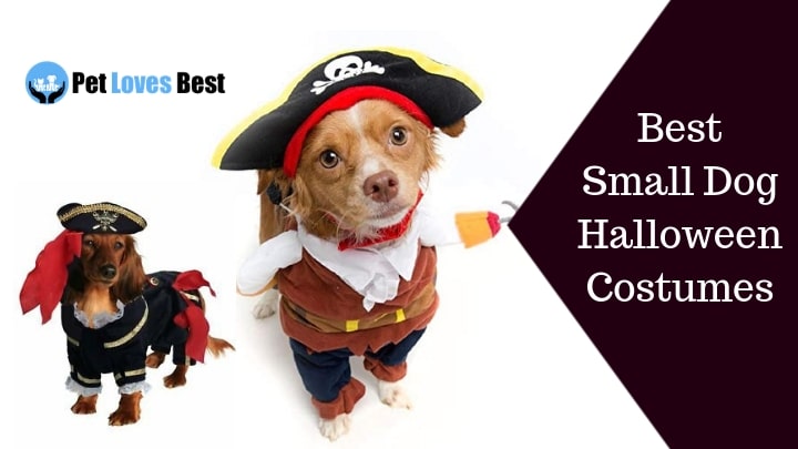 Best Small Dog Halloween Costumes Featured Image