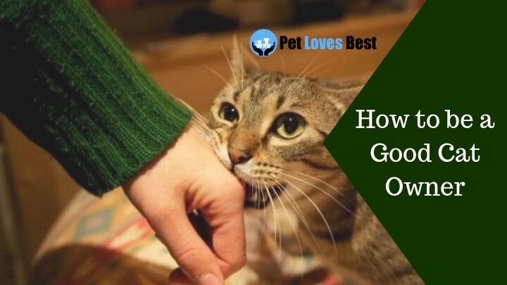 How to be a Good Cat Owner Featured Image