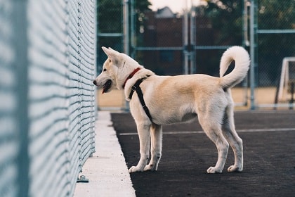 dog staring at fence