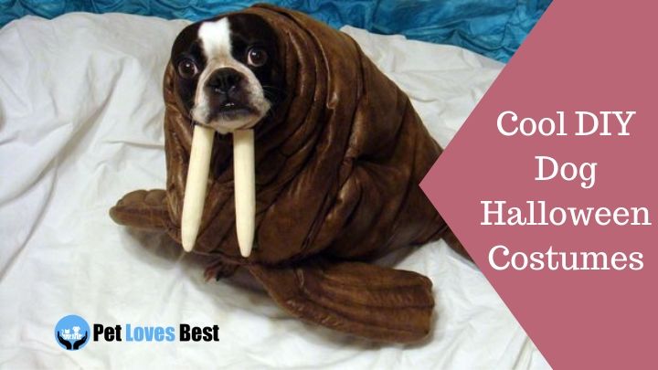 The 25 Cool Diy Dog Halloween Costumes Easy Homemade Pet Loves Best