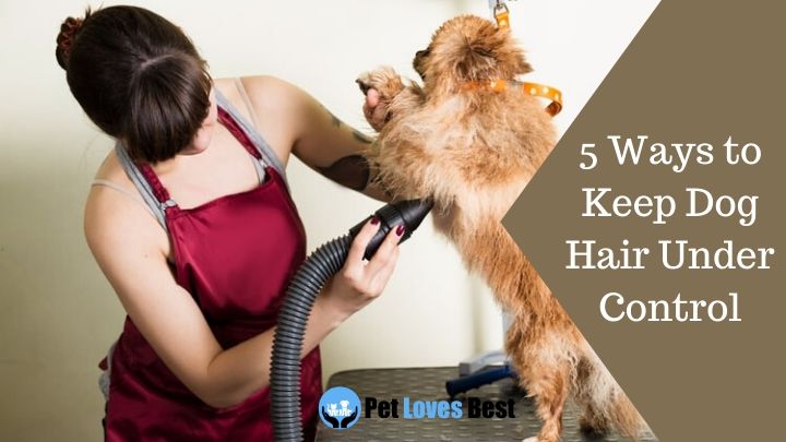 5 Ways to Keep Dog Hair Under Control Featured Image