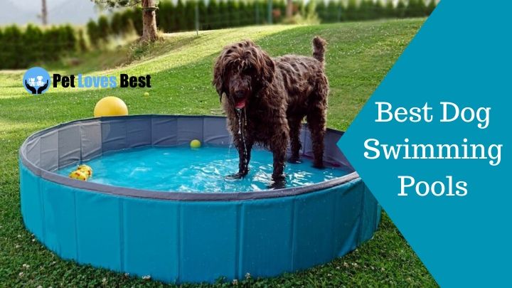 The 10 Best Dog Swimming Pools of 2023 (Reviewed)