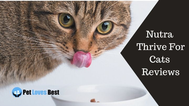 Nutra Thrive For Cats Reviews Worth The Price Pet Loves Best